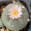 Lophophora Fricii Seeds