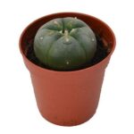 Peyote Cactus